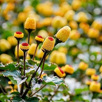 Toothache Plant Seeds for Planting heirloom & Non-GMO Seeds